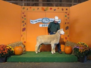 Anchorage 1115-13 Sup. Ch. white ram, NYS Sheep and Wool Festival 2013 