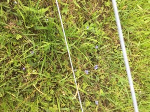 2019 blue eyed grass under fence