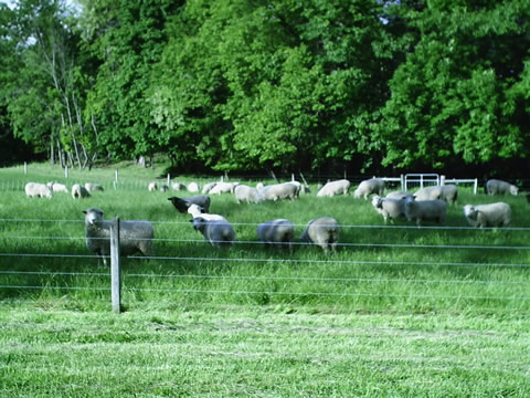 Early summer pasture