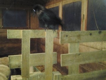 Disabled raven boarded with ewe lambs