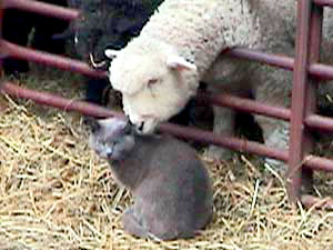 Zephyr, barn cat 1993-2012