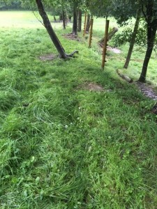 fenceline so of lamb pasture Sept 10 2018