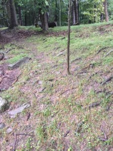 slope west of yrlg barn