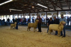 Supreme white long-wool ram drive NYS SWF 2013