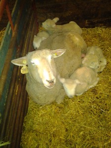 Ewe with twins and guest