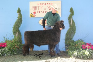 Pitchfork Ranch 721BBCh. natural-colored ram and best-fleeced.Maryland Sheep and Wool Festival 2014