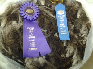 Anchorage 1275B – 14  Tw Champion natural-colored  fleece New York State Sheep and Wool Festival 2014