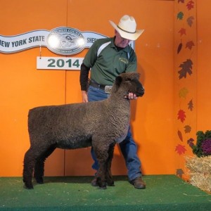 Anchorage 1245B-14 TwRes. Ch. natural-colored eweNew York State Sheep and Wool Festivalphoto by Sue Stewart