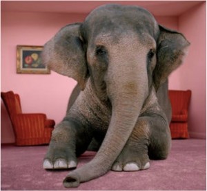  Elephant in the parlor