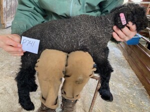 ewe1945