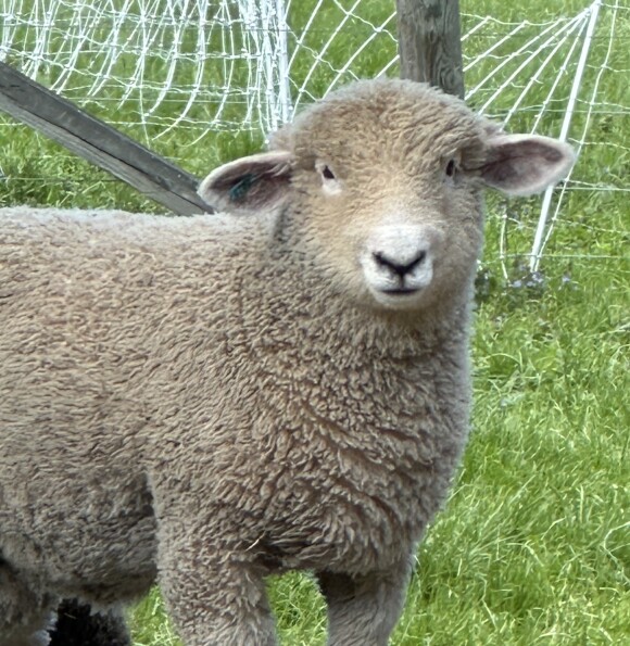 Bernard head