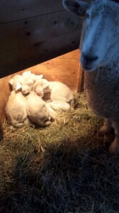 841 with triplets.  She could not handle them all. Feb 2016