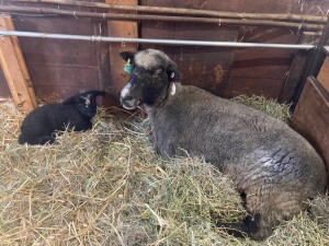 Rosa and 2038-26 (2)